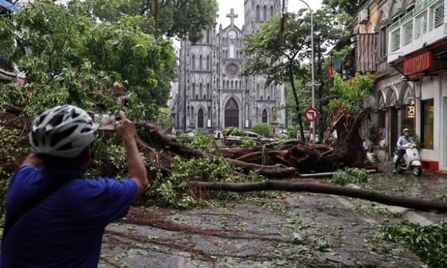 Hà Nội sẽ yêu cầu trồng lại cây xanh còn nguyên bầu bọc rễ