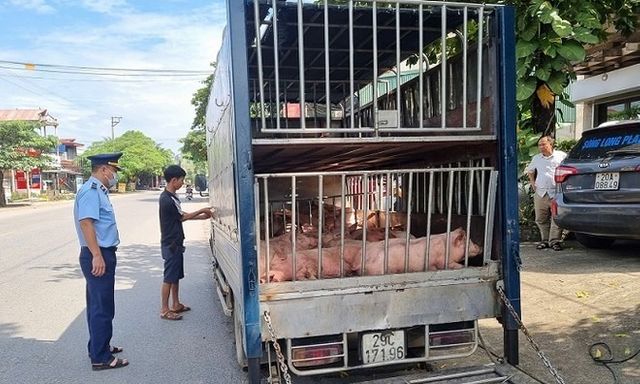 Phát hiện, tiêu hủy gần 800kg lợn chết và lợn mắc bệnh