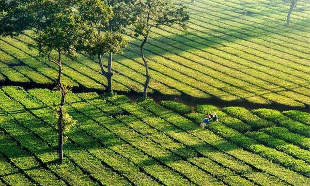 Đồi chè Tâm Châu Bảo Lộc có đẹp không?