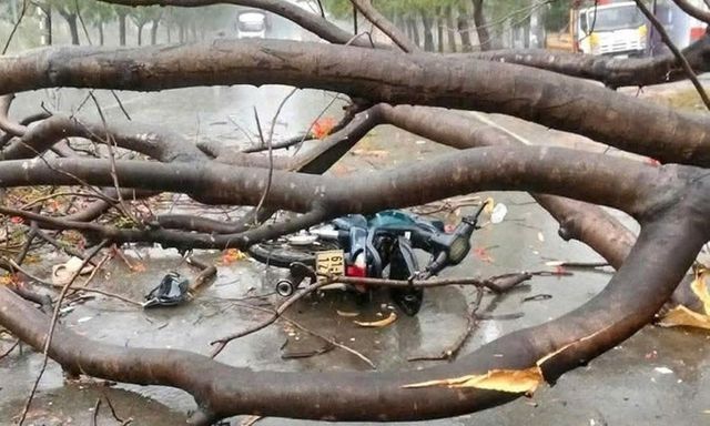 Thương tâm: Cây xanh bật gốc đè thiếu nữ 16 tuổi tử vong