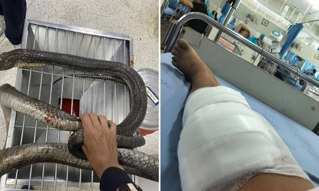Bị rắn hổ mang chúa dài 3 mét cắn, người phụ nữ tay không 