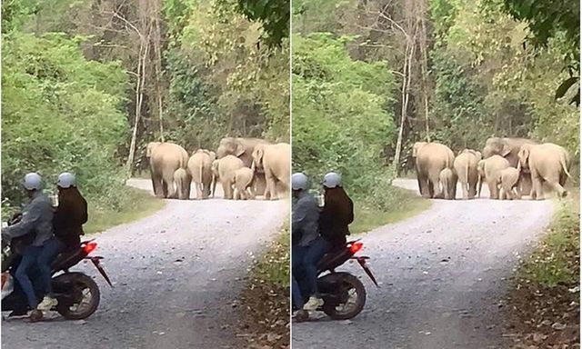 Clip: Du khách chạm mặt đàn voi rừng 7 con đi vào khu dân cư ở Đồng Nai