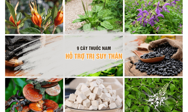 Top 9 cây thuốc nam hỗ trợ trị suy thận không phải ai cũng biết