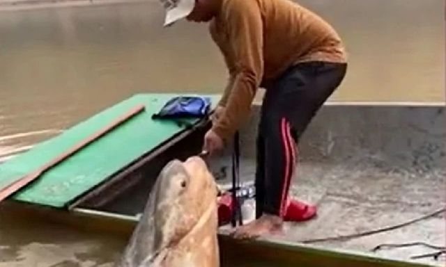 Clip: Ngư dân vật lộn đưa cá 