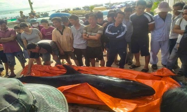 Tin tức thời sự hôm nay (13/5): Cá voi dài 3m trôi dạt vào bờ biển Quảng Ngãi