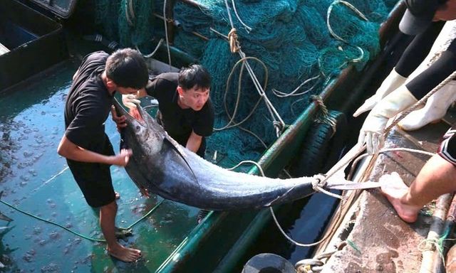 Ngư dân Nghệ An trúng đậm mẻ cá thu trị giá 700 triệu đồng, nhiều con nặng 70kg