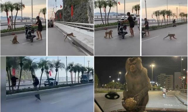 Clip: Khỉ hoang hung hăng tấn công, đuối người đi đường ở Quảng Ninh