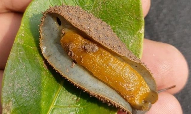 Loài đặc sản không xương, nghe tên 