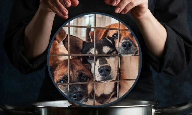 Nhận nuôi chó bị bỏ rơi rồi đem giết thịt, người phụ nữ gây phẫn nộ