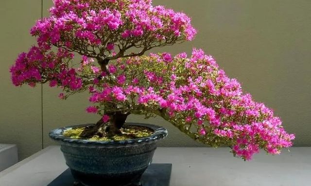 Loài cây hoa dại mọc hoang nay thành 