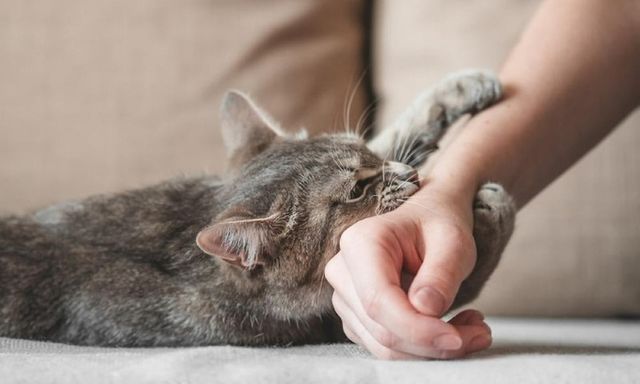 Bé trai 11 tuổi ở Lào Cai tử vong sau vài tuần bị mèo cào