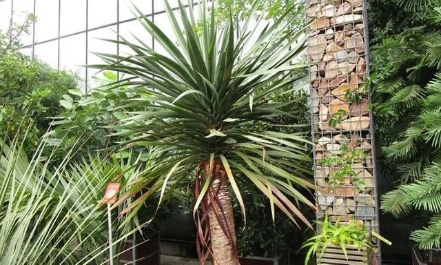Những người thuộc mệnh này trồng cây Đại Lộc như 