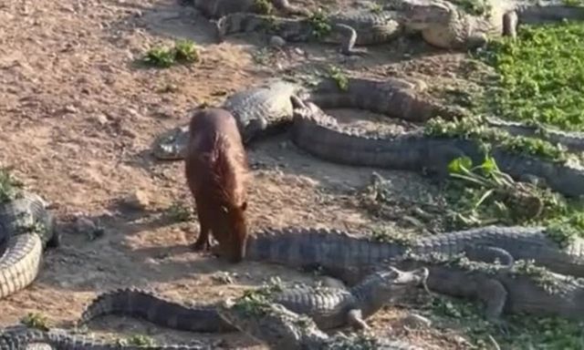 Clip: Capybara có hành động gây 