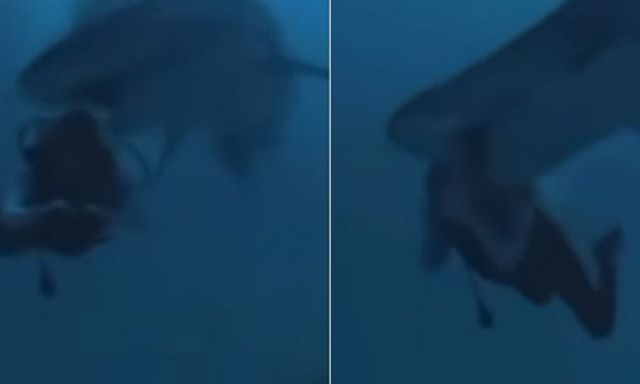 Clip: Đang khám phá đáy biển Maldives, thợ lặn bất ngờ bị cá mập cắn vào đầu