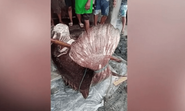 Clip: Ngư dân câu được 