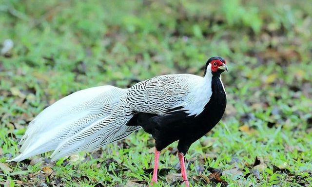 Hàng trăm con gà lôi trắng được cứu hộ, đưa về rừng Cúc Phương-Ninh Bình