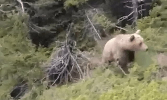 Đi leo núi, người đàn ông bị gấu tấn công, rơi xuống vực tử vong thương tâm