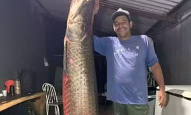 Bắt được cá hải tượng long dài 2,42m nặng 130kg, ngư dân thu lời bạc triệu