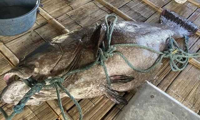 Clip: Cận cảnh cá mú khổng lồ nặng 194 kg mắc lưới ngư dân, 6 người khiêng mới xuể