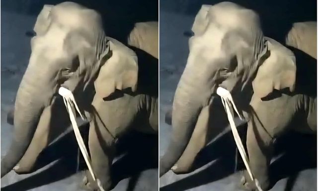 Voi rừng vào bếp tìm muối, người dân ở Nghệ An sợ hãi