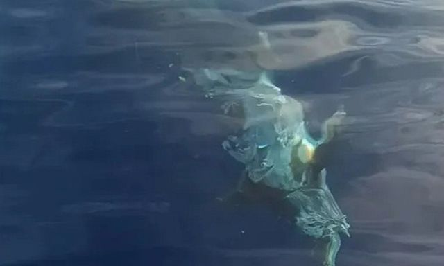 Phát hiện cá mập trắng khổng lồ gần 5 mét săn mồi ngoài khơi, ngư dân liền quay lại clip