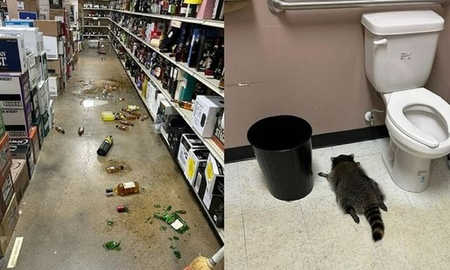 Hốt hoảng phát hiện gấu mèo lục tung cửa hàng, năm say xỉn trong phòng vệ sinh