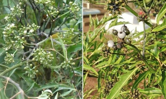 Cây đinh lăng có quả không?