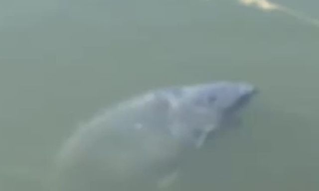 Clip: Choáng váng sinh vật khổng lồ dài hơn 60cm bơi lượn dưới kênh đào, bị nhầm là khúc gỗ trôi