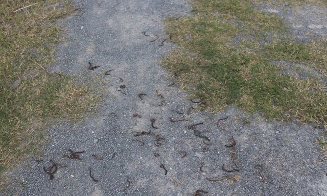 Hiện tượng giun bò kín sân vườn, chết bất thường ở Quảng Trị: Lấy mẫu đất, nước làm rõ nguyên nhân