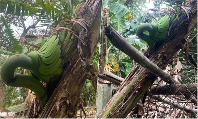 Chuyện lạ Quảng Ngãi: Cây chuối trổ buồng giữa thân, chủ háo hức chờ ngày trái chín