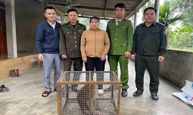 Người dân tự nguyện bàn giao khỉ vàng quý hiếm cho Vườn Quốc gia Vũ Quang