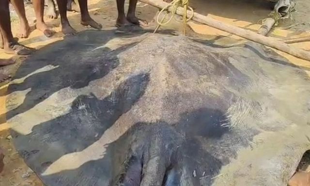 Clip: Ngư dân bắt được con 