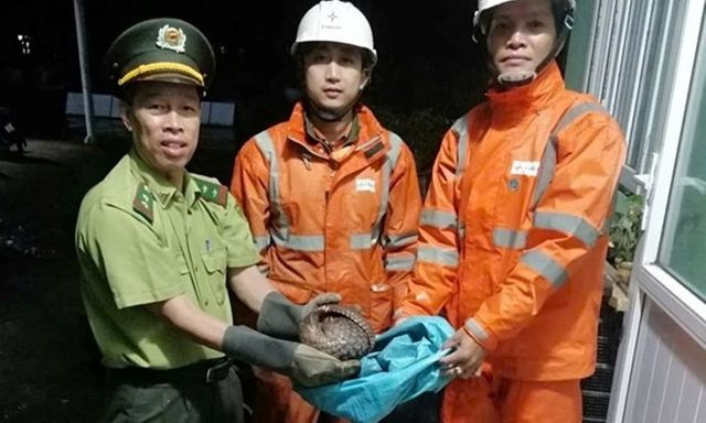 Phát hiện con vật quý hiếm, toàn thân đầy vẩy cứng chạy giữa đường lúc nửa đêm ở Huế