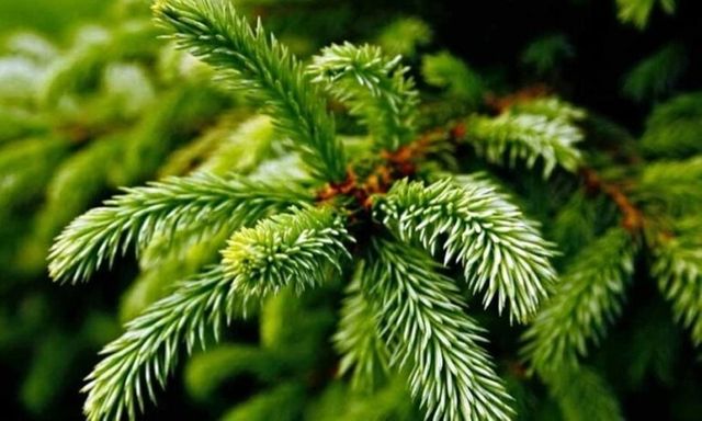 Từ bỏ phố thị về quê 