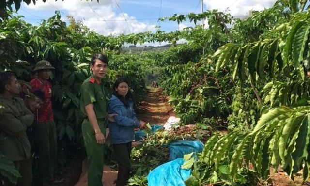 Bắt giữ Phạm Thị Thu Thủy, đối tượng cắt trộm cây cà phê để tuốt lấy quả