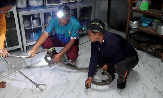 Clip: Bắt sống rắn hổ mang chúa dài 