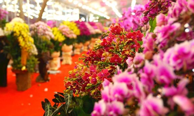 Mẹo chăm lan hồ điệp sau Tết