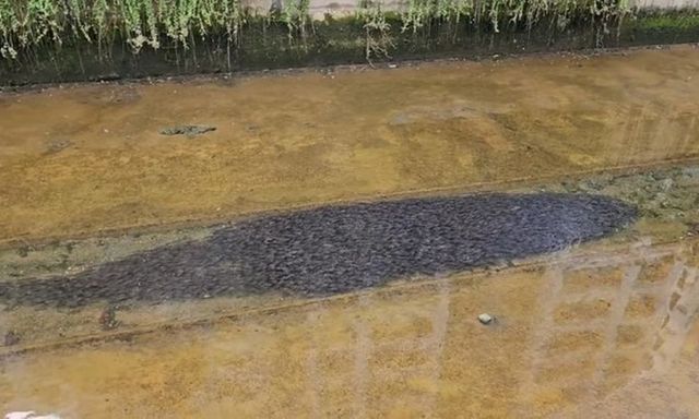 Cúi nhìn xuống kênh, người phụ nữ “đứng hình” trước đàn cá khổng lồ lúc nhúc