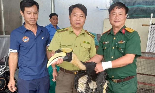 Phát hiện loài chim quý có hình dáng lạ, kích thước lớn bay xuống ruộng, người đàn ông liền báo chính quyền