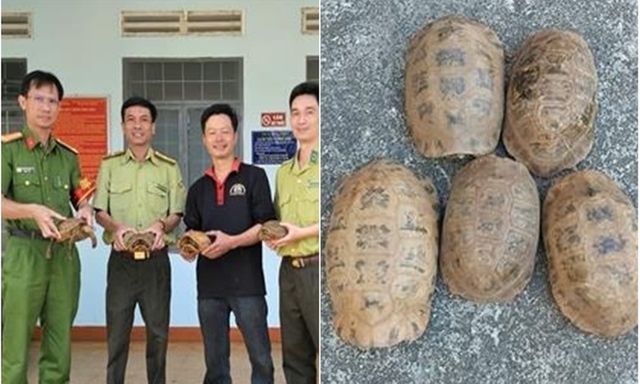 Tin thời sự ngày (17/12): Người dân giao nộp 5 con rùa núi vàng quý hiếm