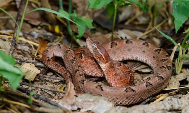 Tin tức đời sống 17/12: Nam thanh niên bị loài rắn 