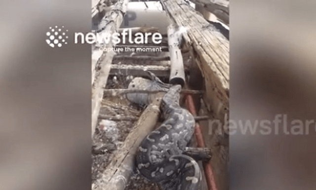 Clip: Cận cảnh con trăn 