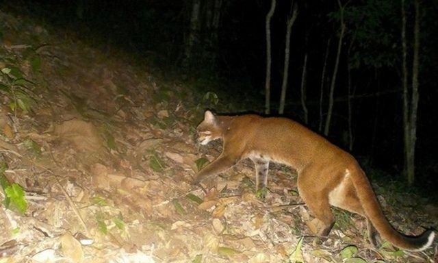 Sử dụng bẫy ảnh, phát hiện loài vật quý hiếm tại Khu Bảo tồn thiên nhiên Pù Hoạt