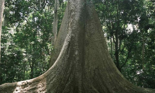 Thế giới huyền bí giữa rừng già Nam Cát Tiên