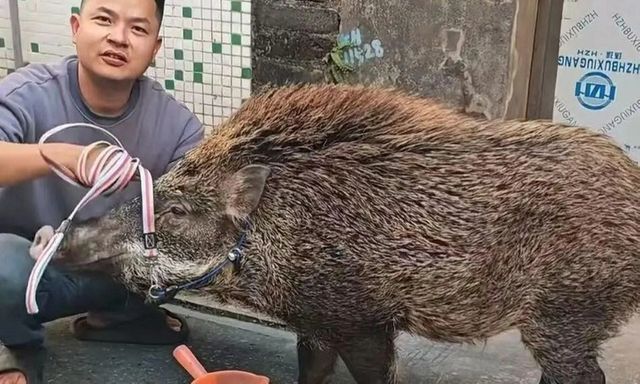 Lợn rừng gầy trơ xương chạy vào nhà xin ăn, gia chủ nuôi mập ú, từ chối bán giá gần 200 triệu đồng