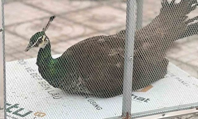 Cận cảnh chim công lục quý hiếm, có tên trong sách Đỏ vừa được người dân giao nộp