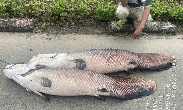 Phát hiện xác cá 