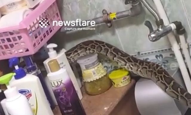 Nghe tiếng động lạ trong nhà tắm, người phụ nữ hoảng hồn thấy 