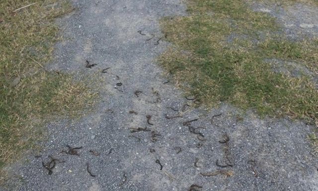 Nguyên nhân hiện tượng giun bò lên mặt đất chết la liệt ở Quảng Trị