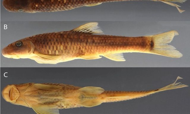 Tin thời sự ngày (22/12): Cá, ong Việt Nam nằm trong số 70 sinh vật mới năm 2025